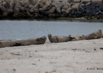 Kegelrobben am Strand