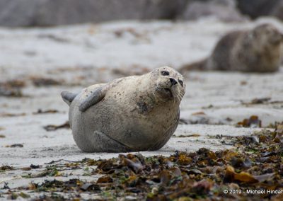 Kegelrobbe am Strand