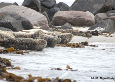 Kegelrobben am Strand