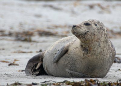 Kegelrobbe am Strand