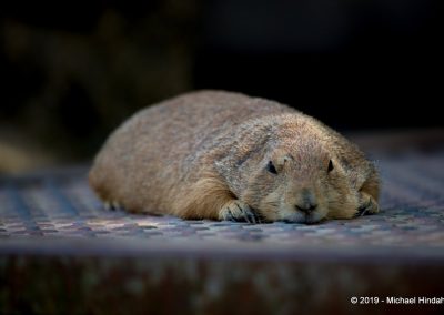 Erdmännchen